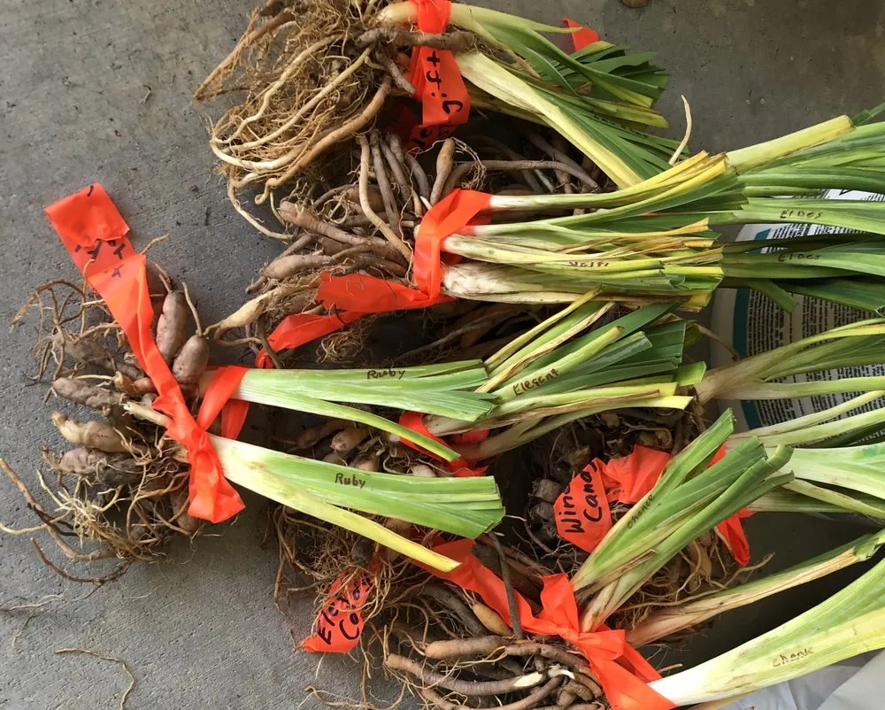 Custom outdoor landscaping experts serving Oak Hills, CA - Oak Hills Nursery