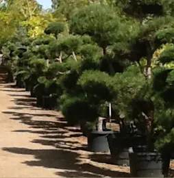 Trusted landscape design in Oak Hills, CA by Oak Hills Nursery