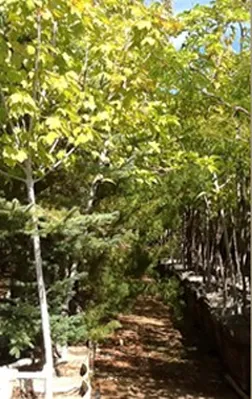 Reliable landscape installation in Oak Hills, CA - Oak Hills Nursery