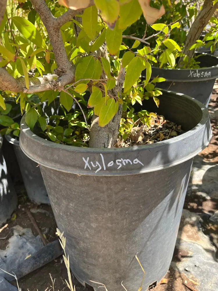 Expert lawn mowing service for outdoor upgrades in Oak Hills, CA by Oak Hills Nursery