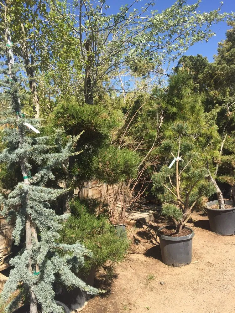 Affordable yard cleanup service in Oak Hills, CA - Oak Hills Nursery