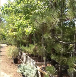 Custom lawn mowing service experts serving Oak Hills, CA - Oak Hills Nursery