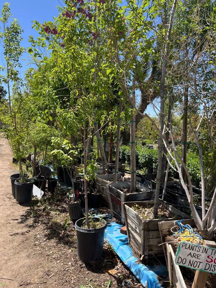 Trusted yard cleanup service in Oak Hills, CA - Oak Hills Nursery