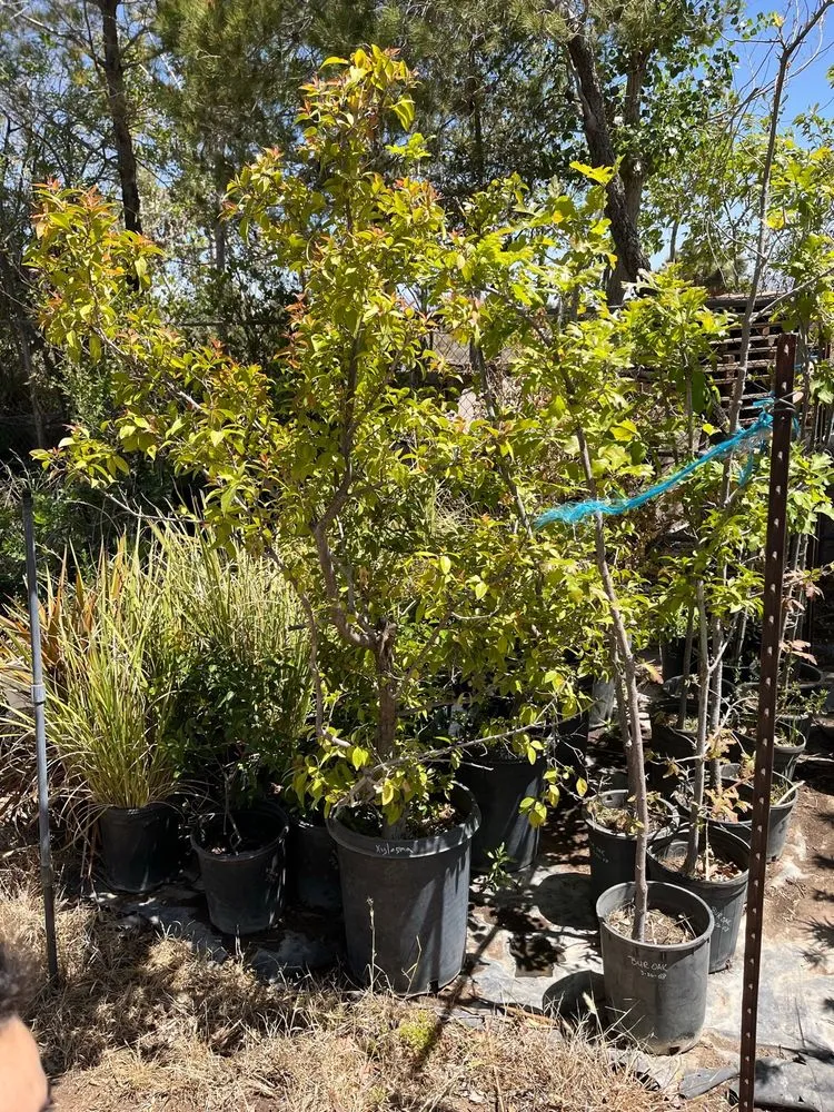 Affordable yard maintenance in Oak Hills, CA - Oak Hills Nursery
