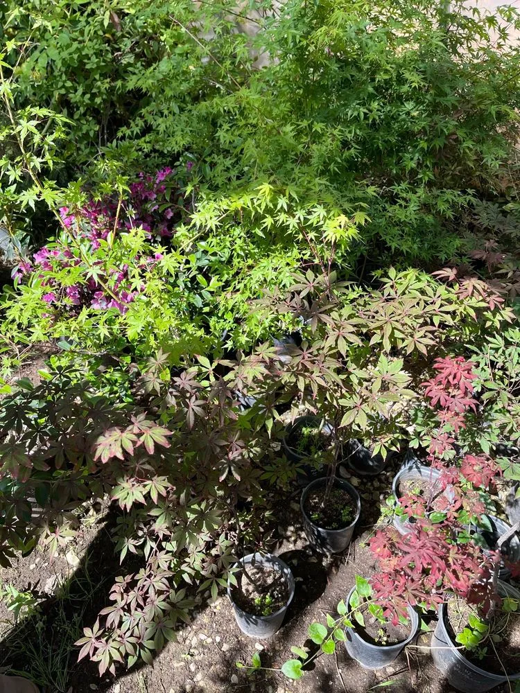 Professional garden landscaping near you across Oak Hills, CA - Oak Hills Nursery