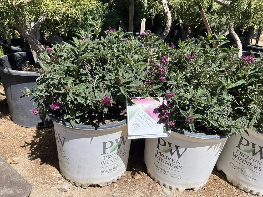 Top-rated yard maintenance in Oak Hills, CA - Oak Hills Nursery