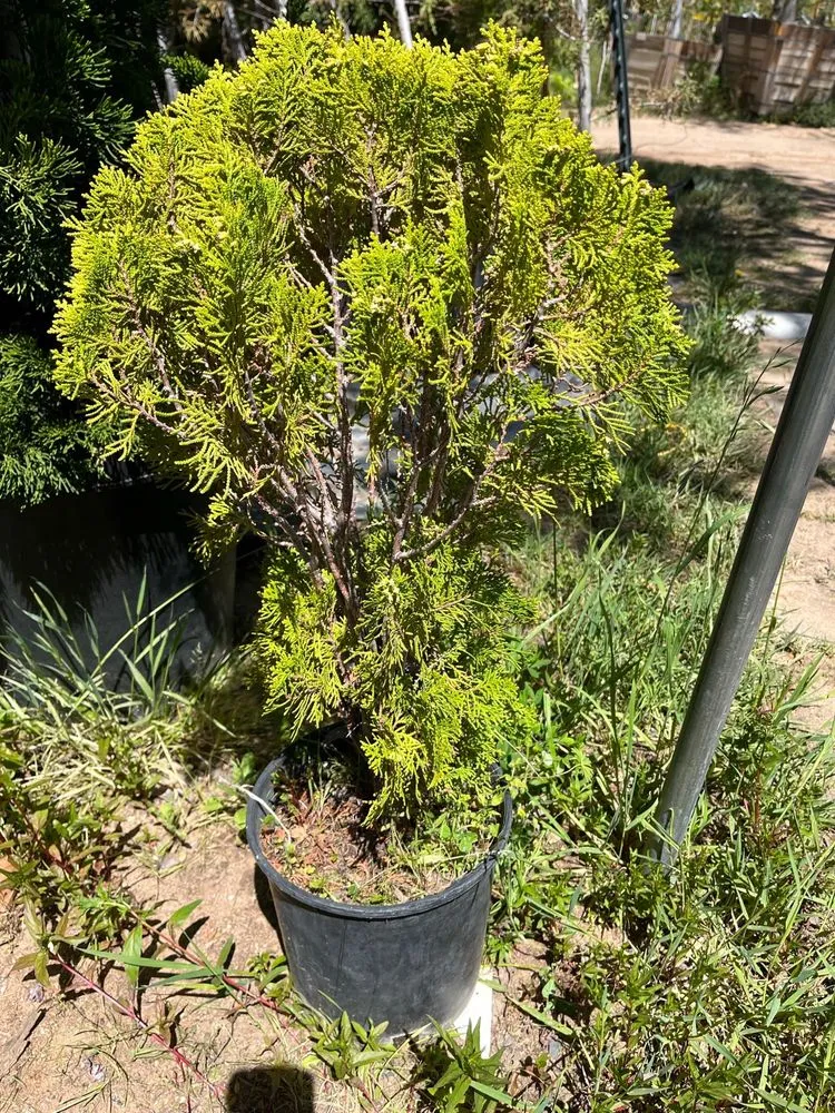 Custom garden landscaping in Oak Hills, CA - Oak Hills Nursery