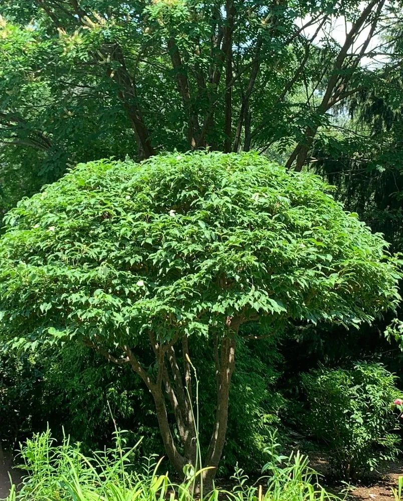 Professional yard maintenance in Framingham, MA - Oak Landscape