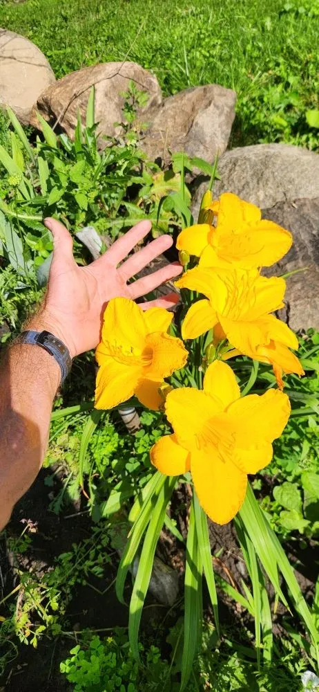 Expert lawn care service for residential properties in Menomonee Falls, WI by Oak Leaf Landscape