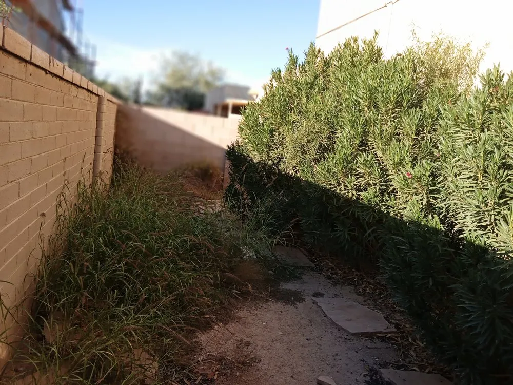 Trusted yard cleanup service for outdoor upgrades across Tucson, AZ - Oak Tree Landscape