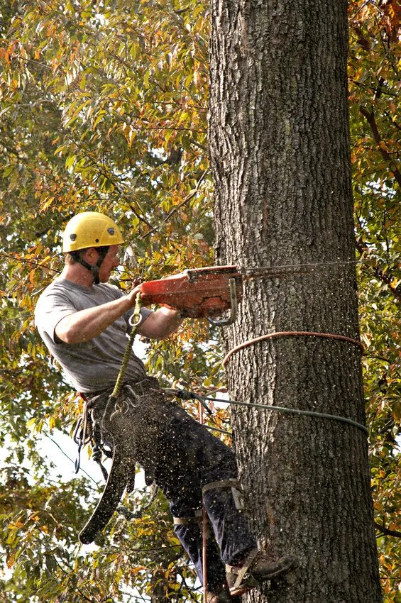 Top-rated garden landscaping in Central Islip, NY - Oak Tree Service