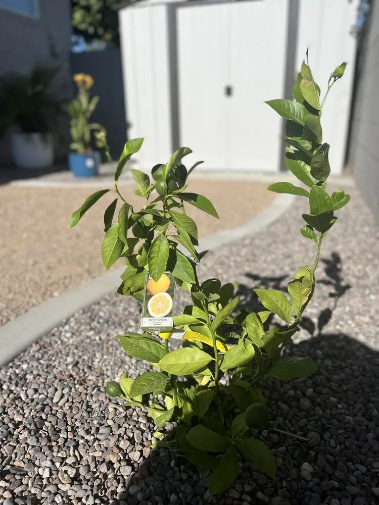 Affordable lawn care service in Hesperia, CA - Oakes Landscape