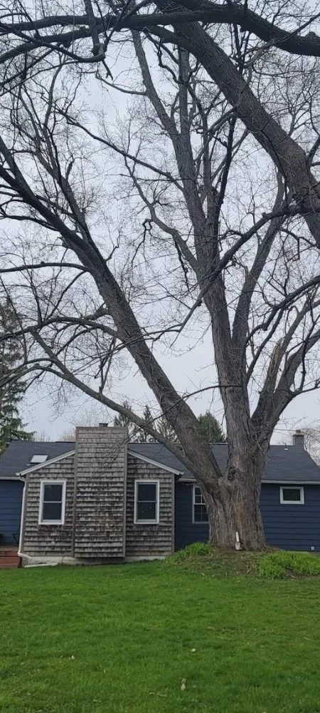 Expert yard cleanup service for residential properties in Syracuse, NY by Oakes Property Maintenance and Tree Service