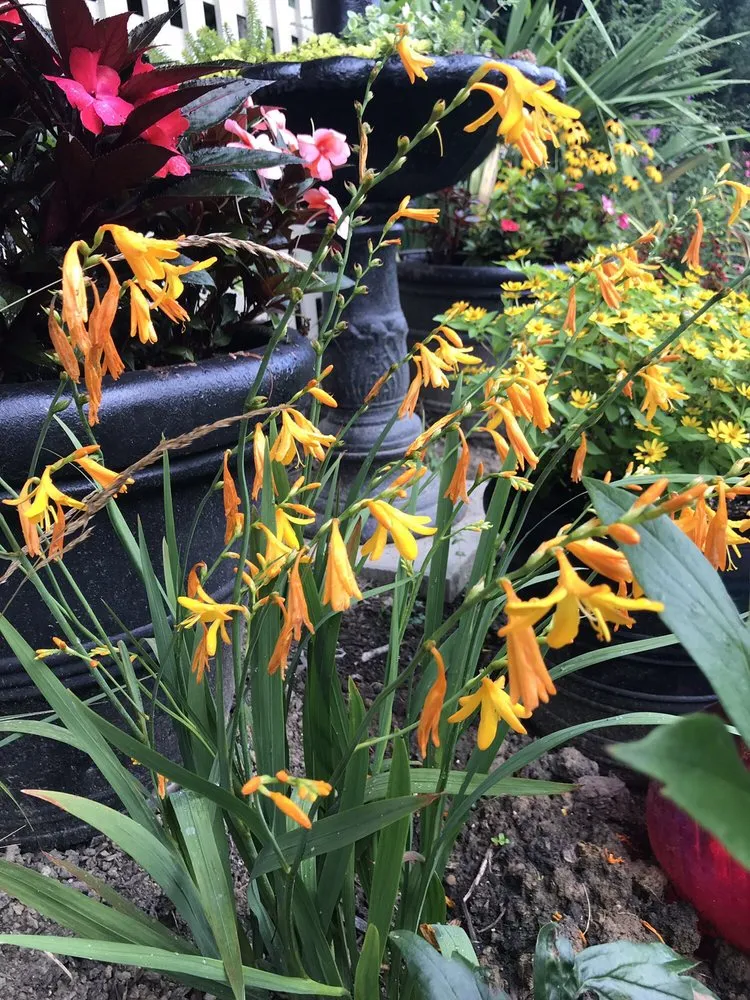 Professional outdoor landscaping in Delaware, OH by Oakland Nursery - Delaware