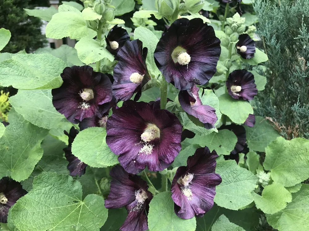 Trusted residential landscaping in Delaware, OH by Oakland Nursery - Delaware