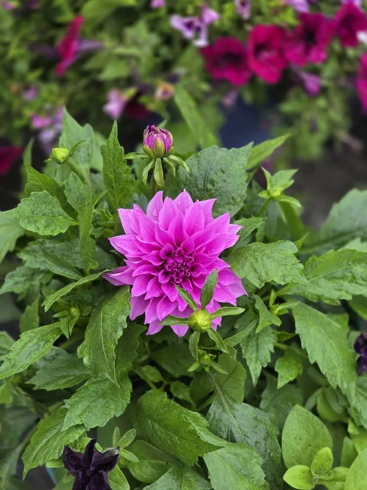 Top-rated lawn mowing service for year-round maintenance in Dublin, OH by Oakland Nursery