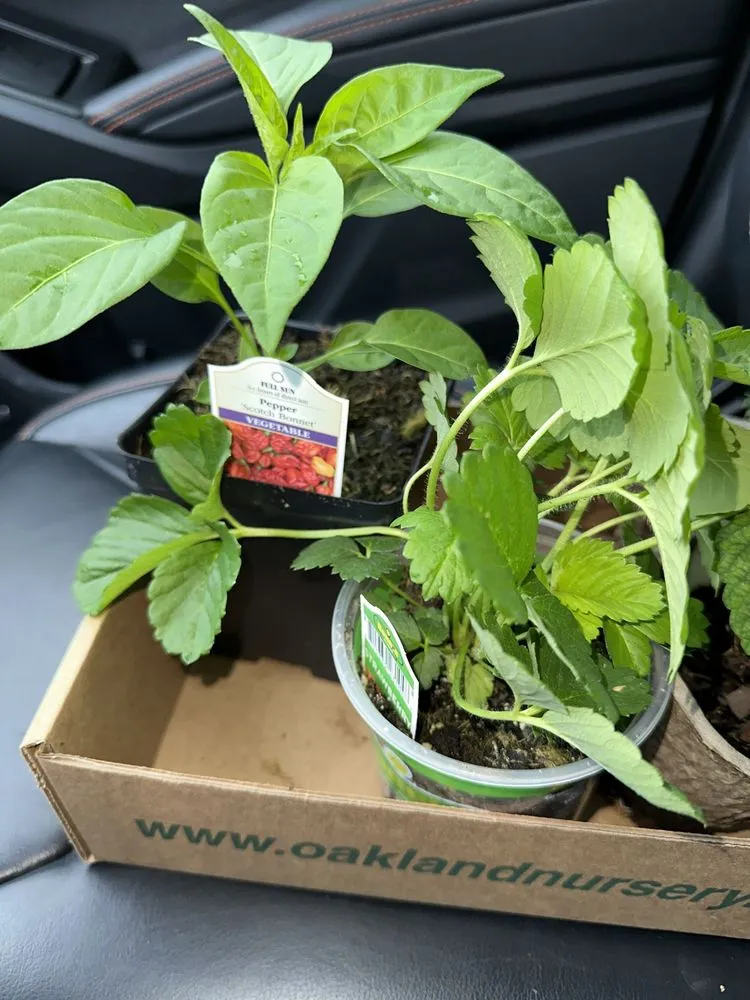 Top-rated landscaping services for beautiful yards in New Albany, OH by Oakland Nursery