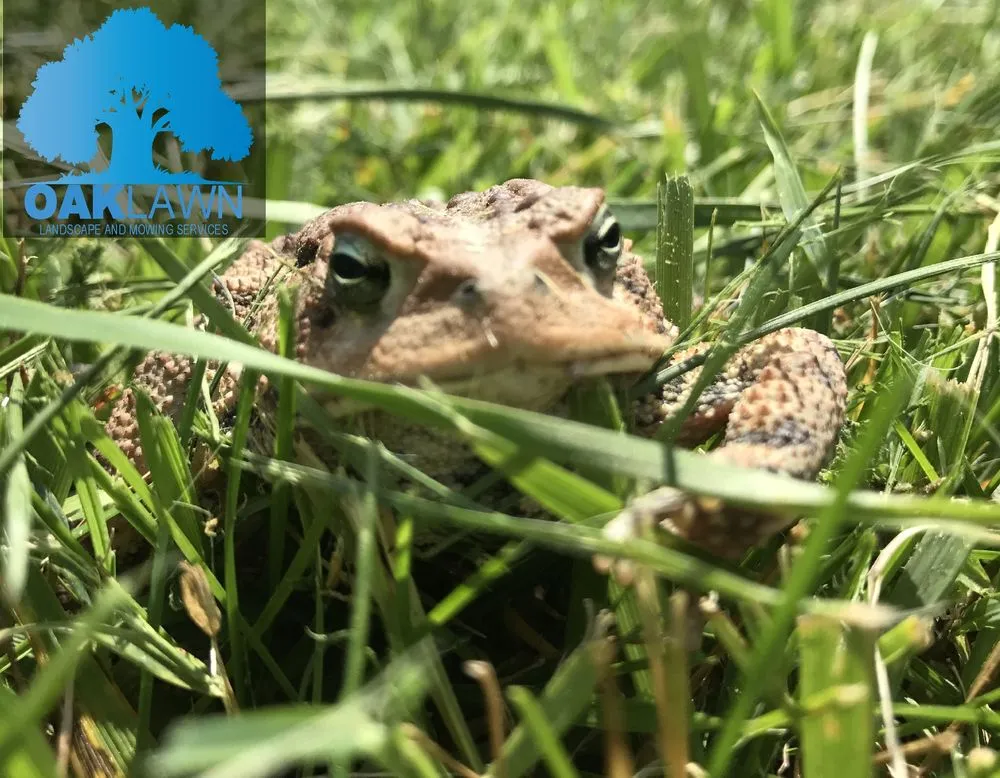 Reliable residential landscaping for beautiful yards in Elizabethtown, KY by OAKLAWN Landscape and Mowing Services