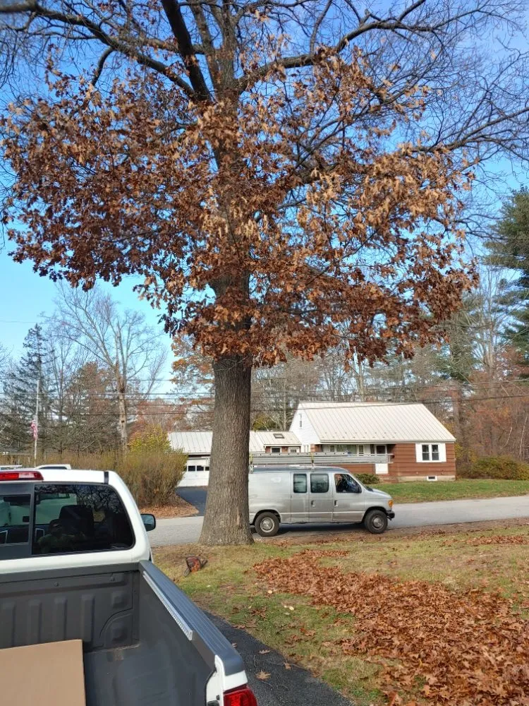 Custom yard cleanup service in Farmington, NH by Oakleaf Landscaping & Tree Maintenance