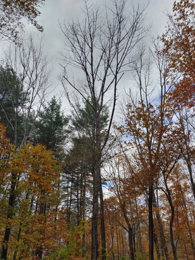 Expert outdoor landscaping in Farmington, NH by Oakleaf Landscaping & Tree Maintenance