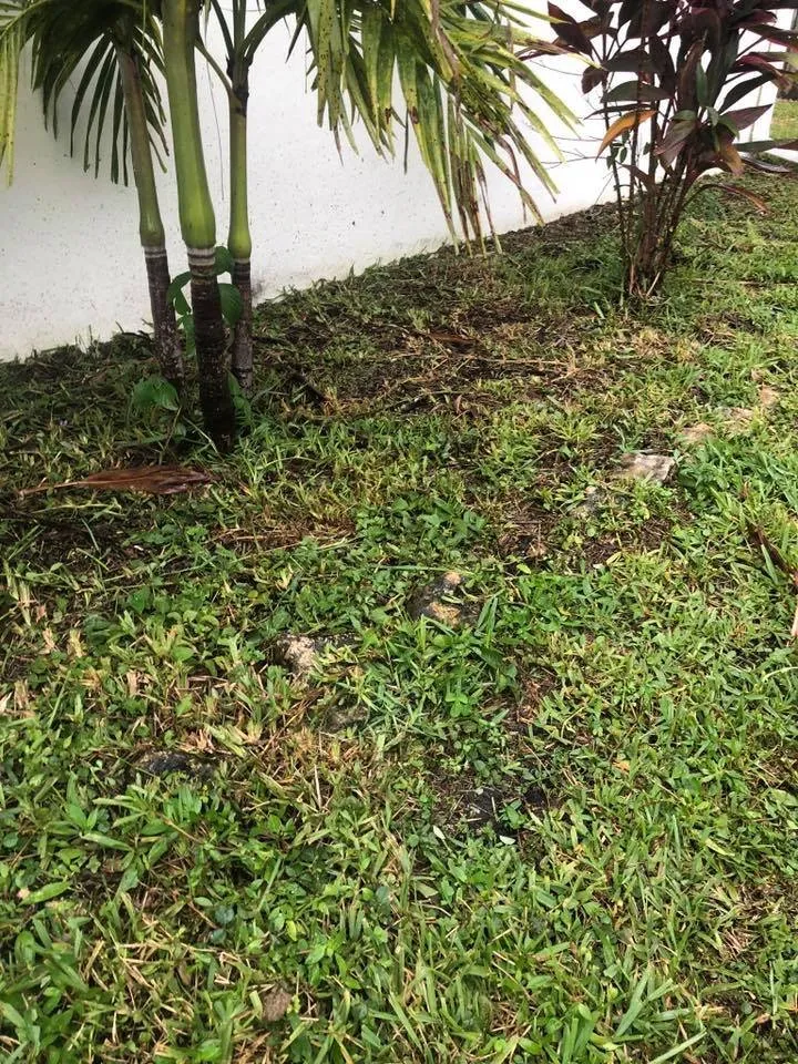 Expert landscaping services in Palm Bay, FL by Oakmont Lawn care