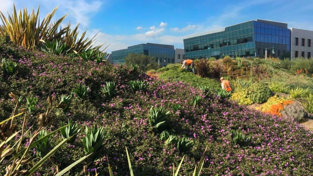 Reliable lawn care service in Valenica, CA by Oakridge Landscape