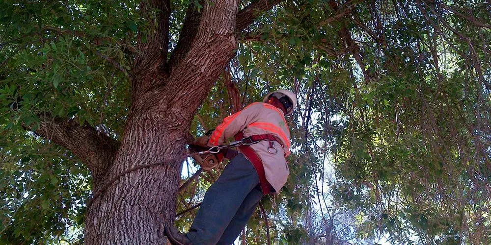 Affordable lawn mowing service in Valenica, CA - Oakridge Landscape