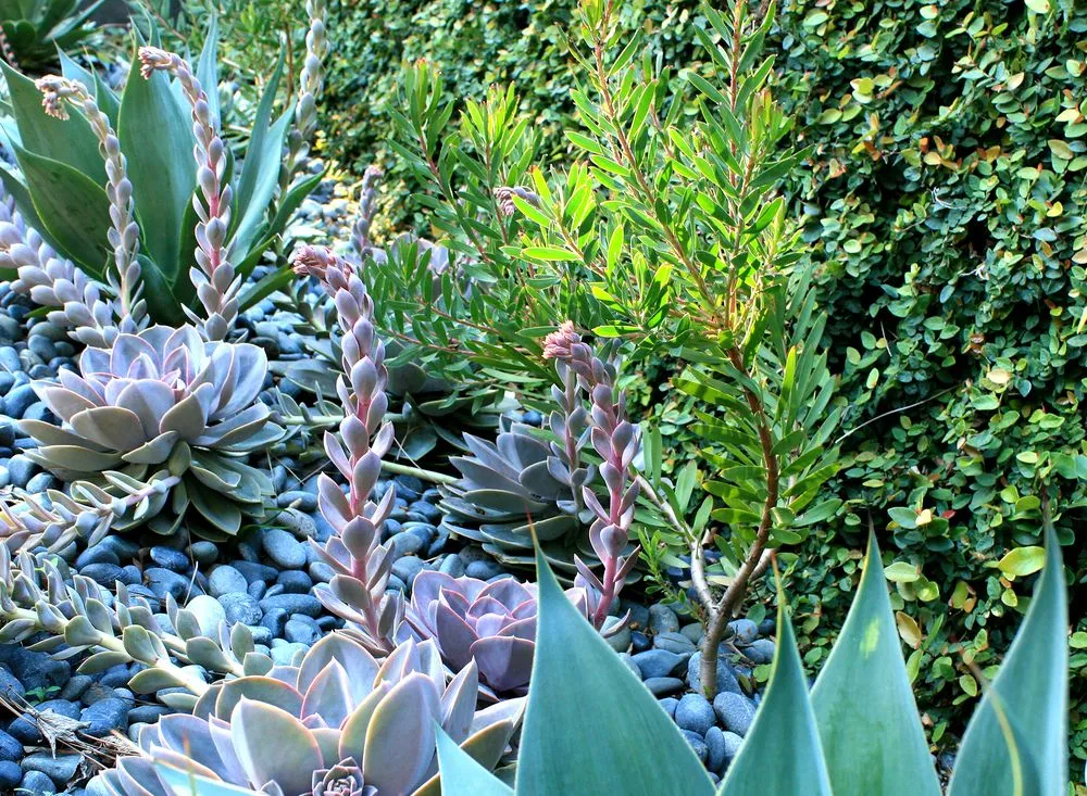 Affordable outdoor landscaping in Mountain View, CA by Oakwest Landscapes