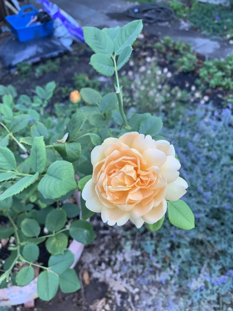 Reliable yard cleanup service in Mountain View, CA - Oakwest Landscapes