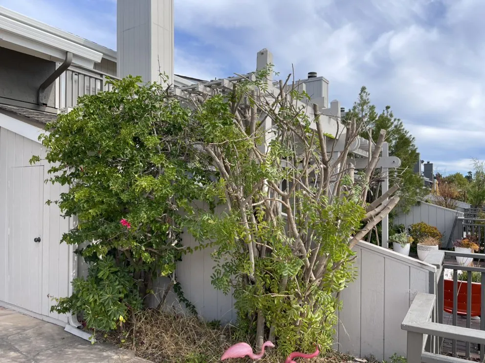 Top-rated lawn care service in Redwood City, CA - Oakwood Landscaping