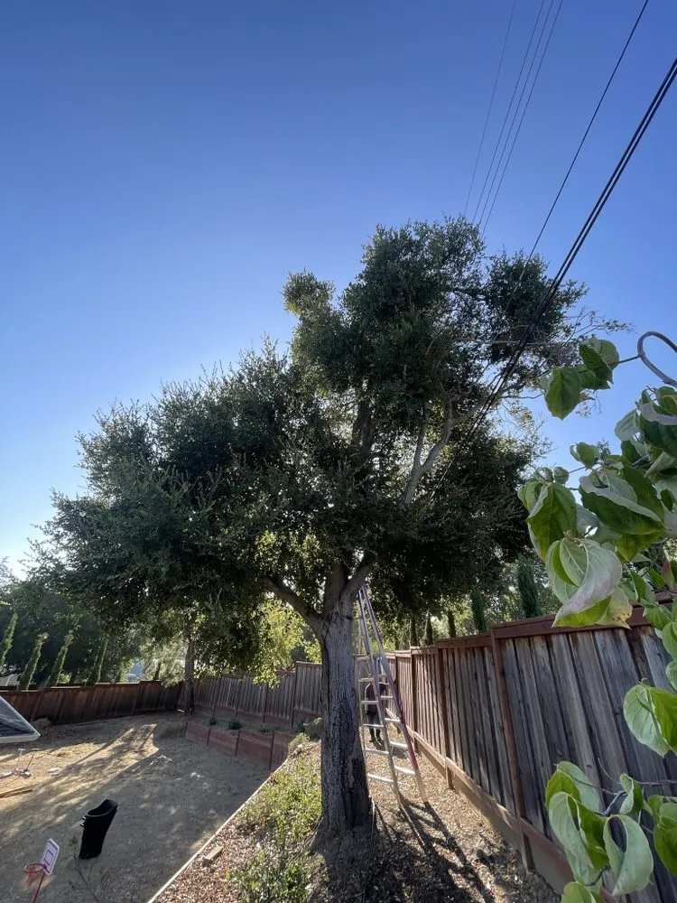 Expert yard maintenance for residential properties in Redwood City, CA by Oakwood Landscaping