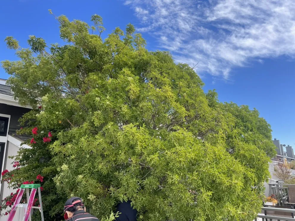 Trusted landscape design in Redwood City, CA - Oakwood Landscaping