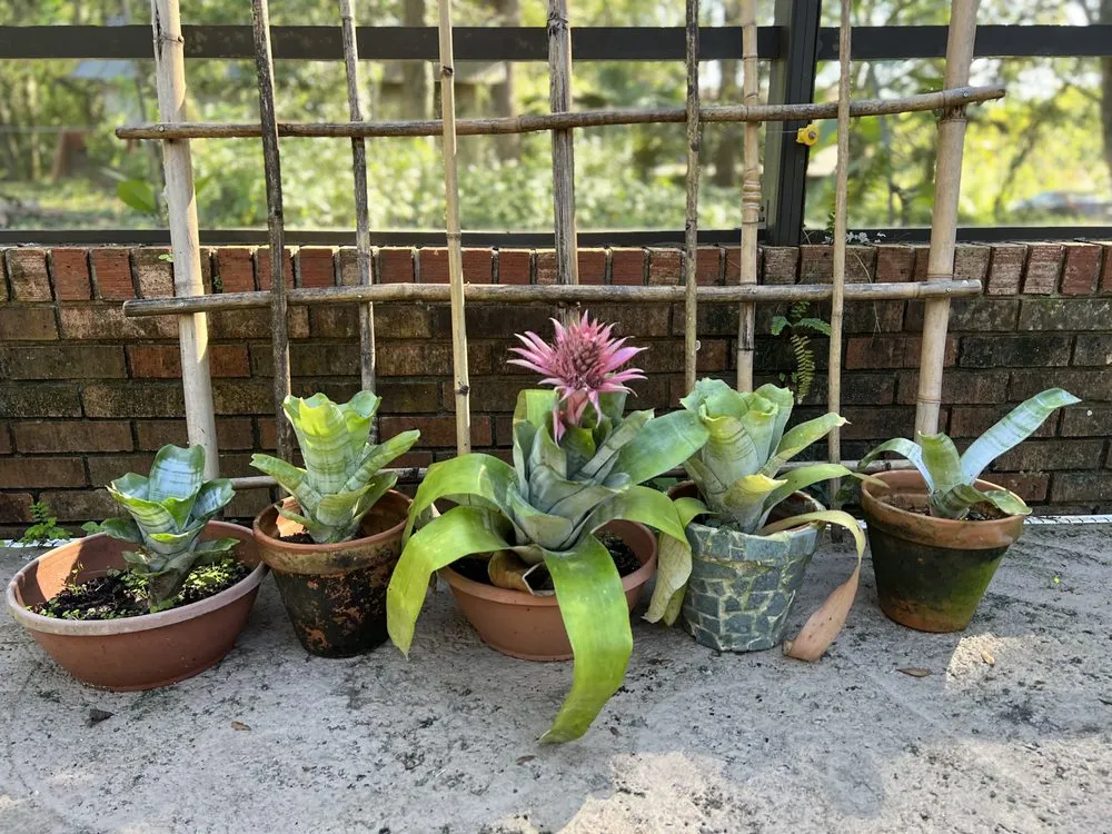 Custom outdoor landscaping in Eustis, FL - Oasis Bamboo Nursery & Landscaping