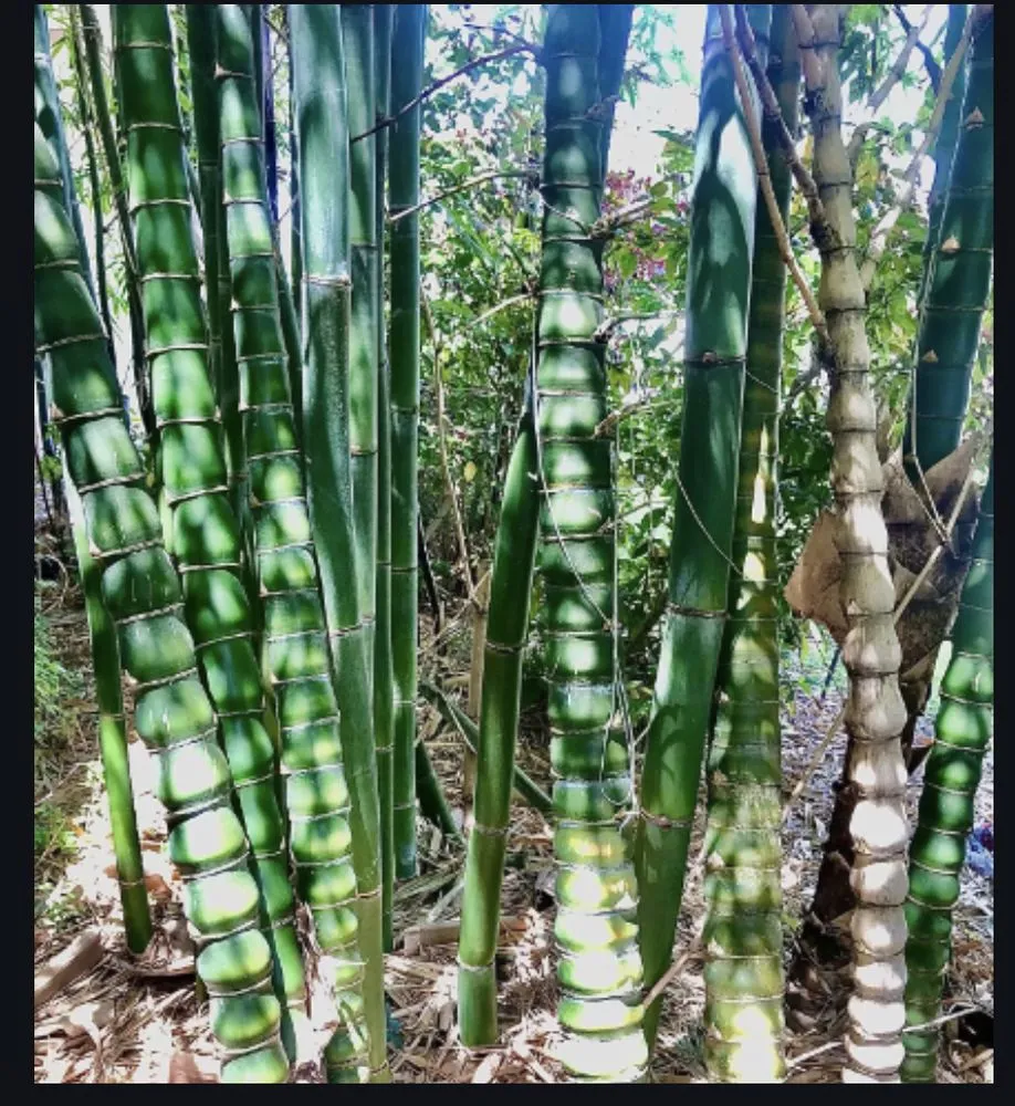 Reliable lawn care service experts serving Eustis, FL - Oasis Bamboo Nursery & Landscaping