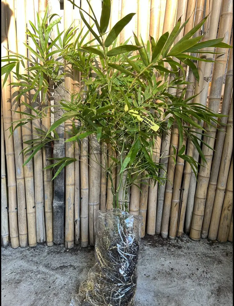 Local landscape installation with custom design in Eustis, FL by Oasis Bamboo Nursery & Landscaping