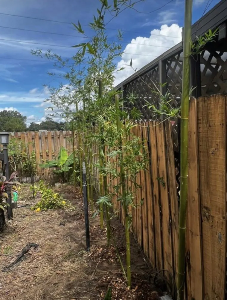 Affordable landscape design for outdoor upgrades across Eustis, FL - Oasis Bamboo Nursery & Landscaping