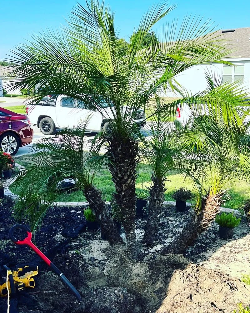 Affordable yard cleanup service with custom design in Eustis, FL by Oasis Bamboo Nursery & Landscaping