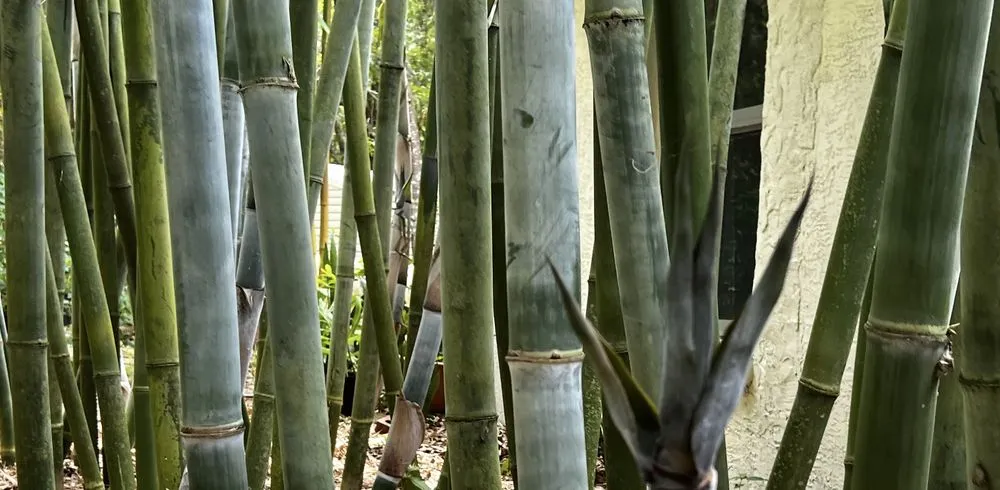 Custom landscape installation in Eustis, FL - Oasis Bamboo Nursery & Landscaping