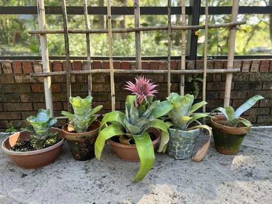 Oasis Bamboo Nursery & Landscaping