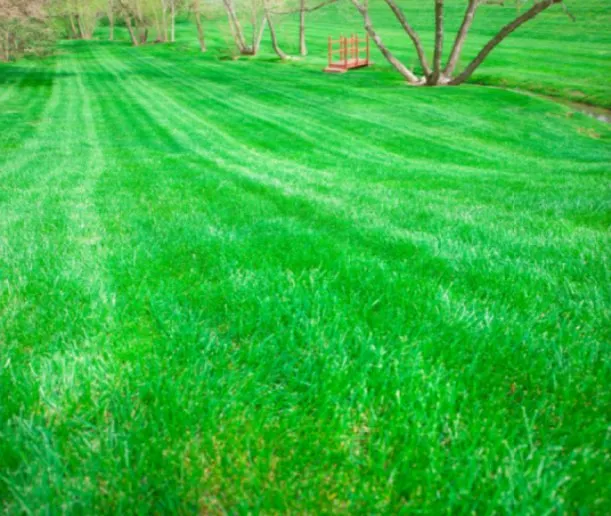 Professional yard cleanup service with custom design across Powhatan, VA - Oasis Exterior Home Services