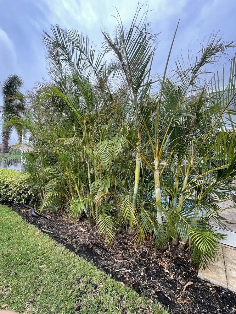 Local landscape installation for outdoor upgrades across Cape Coral, FL - Oasis Exterior Services