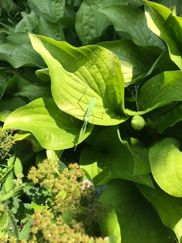 Local yard maintenance in Lakewood, OH by Oasis Home Improvement