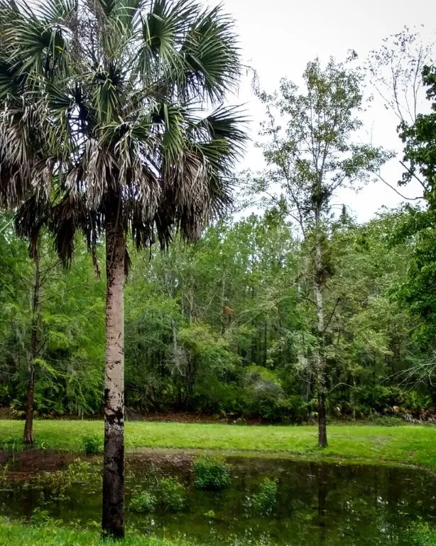 Top-rated landscaping services near you in Gainesville, FL by Oasis Landscape Services