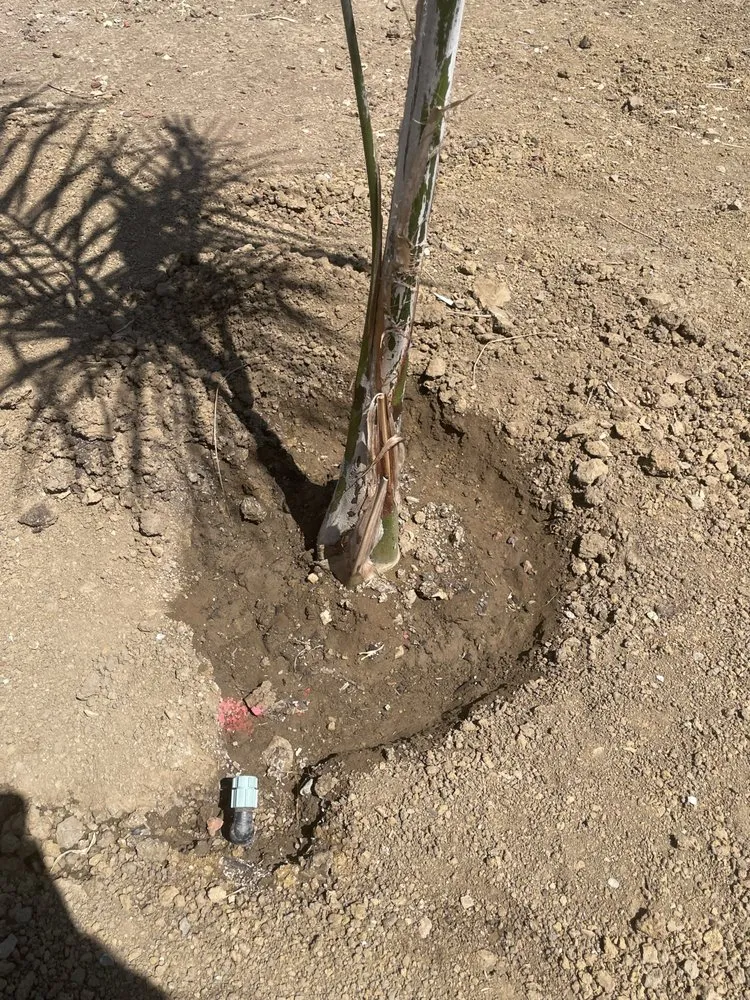 Local lawn care service experts serving vallejo, CA - Oasis Landscape Solutions