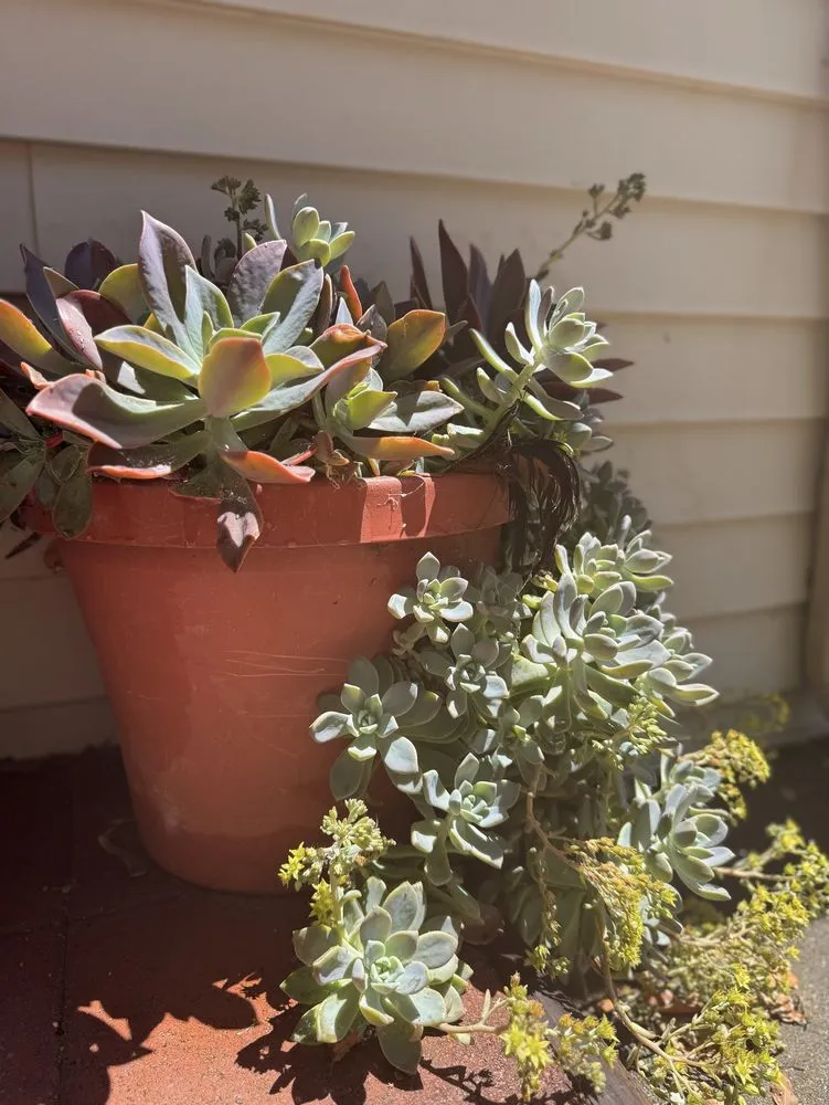 Local lawn care service for homes across vallejo, CA - Oasis Landscape Solutions