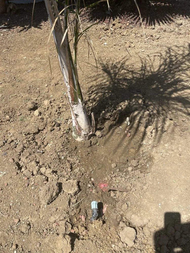 Professional outdoor landscaping near you in vallejo, CA by Oasis Landscape Solutions