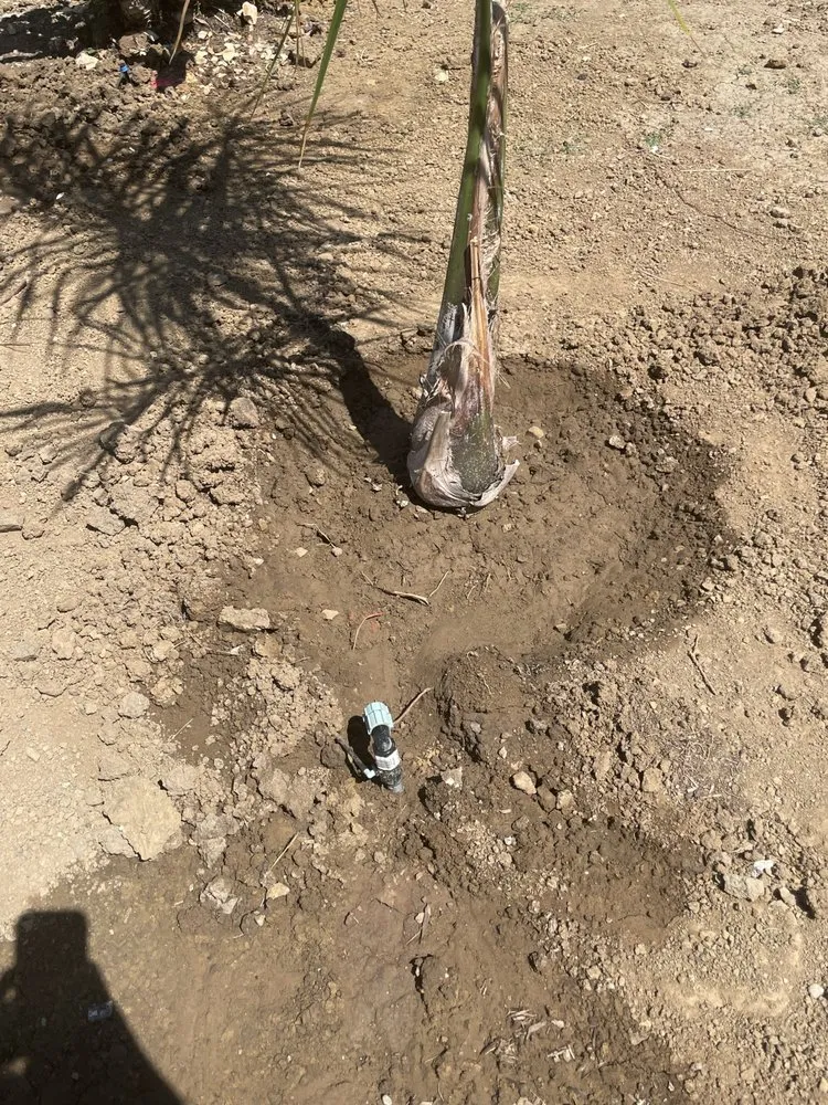 Affordable landscaping services in vallejo, CA by Oasis Landscape Solutions