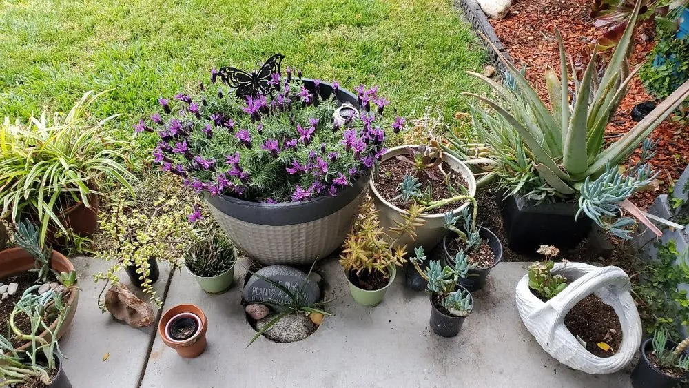 Affordable landscape design in Tracy, CA by Oasis Landscape