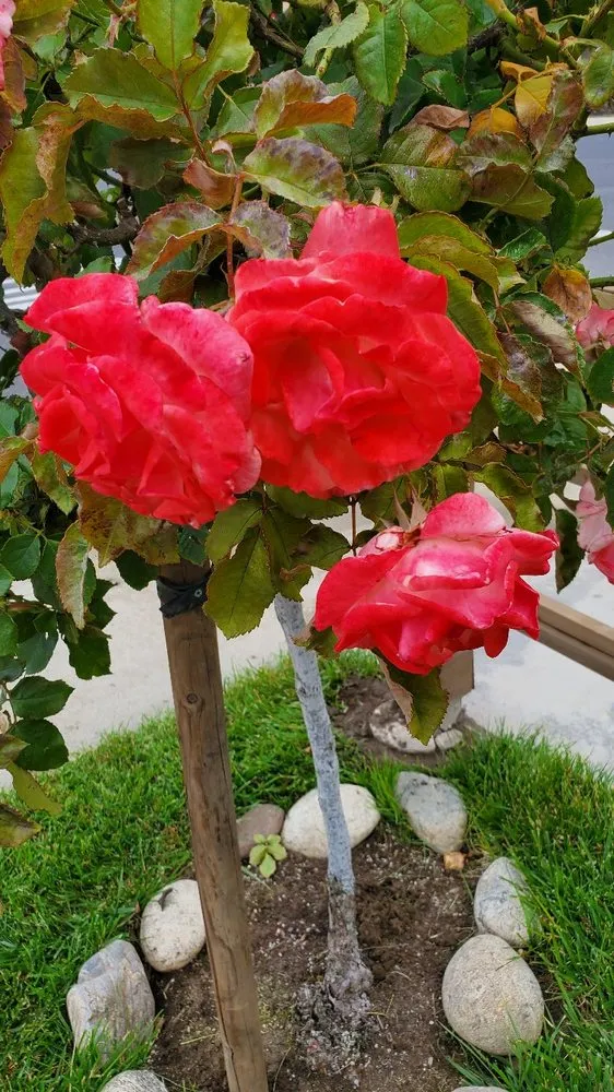 Reliable garden landscaping in Tracy, CA by Oasis Landscape