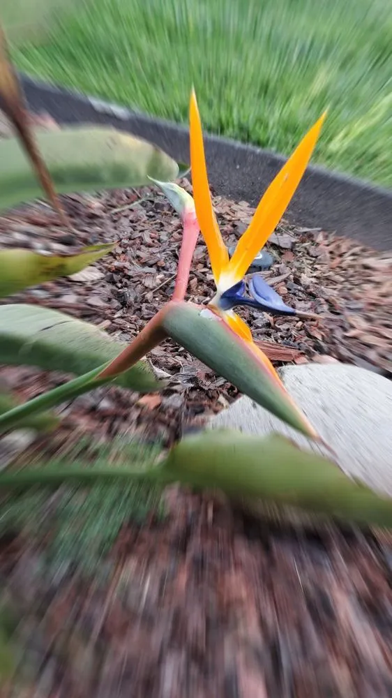 Top-rated garden landscaping in Tracy, CA - Oasis Landscape